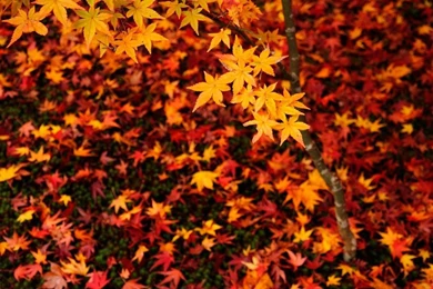 Autumn Live Wallpapers   Android Apps On Google Play