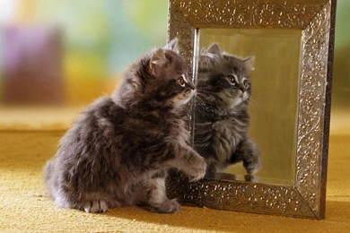 HD Funny Animals Wallpapers