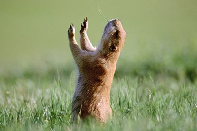 Funny Animal Wallpapers