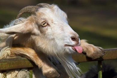 Funny Animal Wide Desktop Backgrounds   Wallpapers Bros.