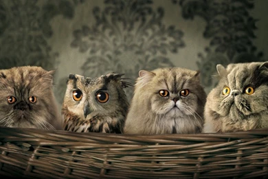 Very Funny Animals Pictures