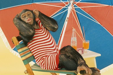 Funny Animal Wallpapers   Page 6   Crazy Frankenstein