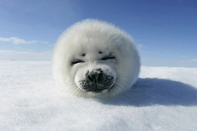 Funny Animal Wallpapers Mobile