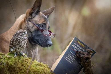 Funny Owl Funny Dog Wallpapers HD For Desktop And Mobile