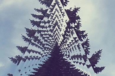 ▲ Trees / Sacred Geometry <3