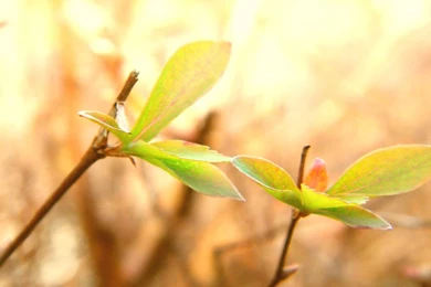 Cute Leaves And Plant Desktop Backgrounds Widescreen And HD ...
