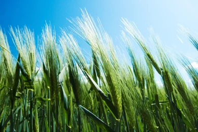 Wallpapers Blue And Green Neonc Wheat Field With Sky Photo High ...