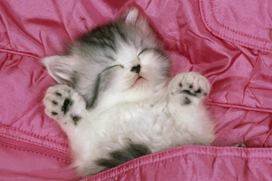 Download free hd sleeping cute cat wallpaper quality desktop ...
