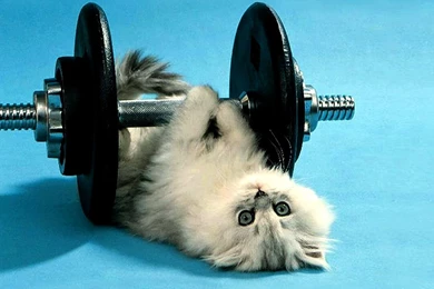 Funny Cute Wallpapers For Mobile Free Download