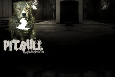 Pitbull Backgrounds   Wallpapers Cave