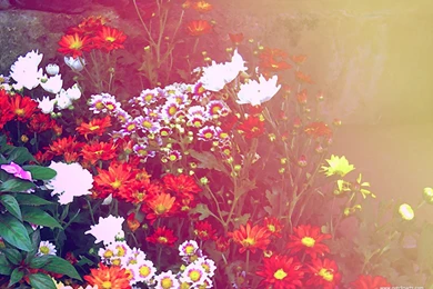 Spring Flowers Wallpapers Flower Wallpaper Backgrounds Hd Desktop ...