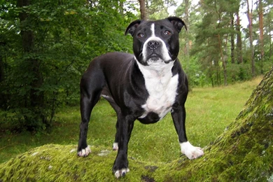 American, Pitbull, Dog, Background, Image, Desktop, Hd, Wallpapers ...