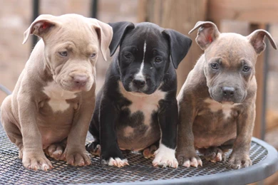 Puppy Pitbull Dog Wallpaper, Size: 1540x987