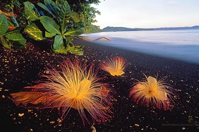 Flower Wallpaper Backgrounds.jpg