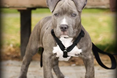 Free Pitbull Wallpapers   Wallpapers Cave