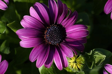 Flower Wallpapers For Android Tablets