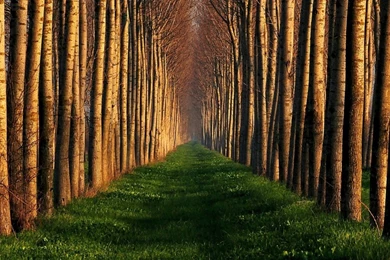 Wooden Path Desktop Wallpapers   HD Wallpaper Backgrounds Of Your ...