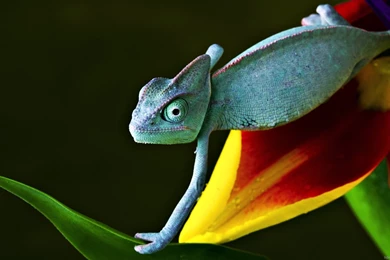 HD Wallpapers 1080P, Full HD Widescreen Desktop Wallpapers ...