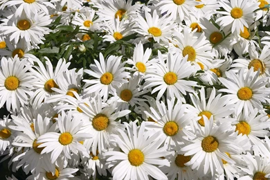 Beautifull Daisy Hd Wallpapers
