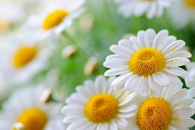 Daisy Wallpapers 14678 HD Wallpapers