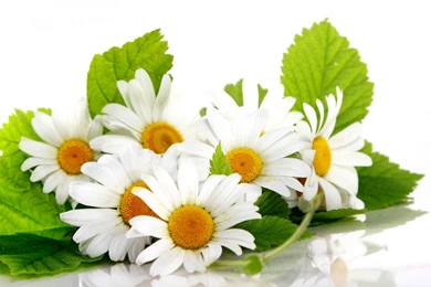 238 Daisy HD Wallpapers