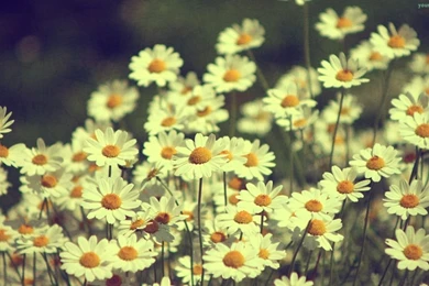 Vintage Daisy Wallpapers Desktop – Wallpapers