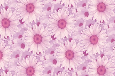 Beautifull Daisy Hd Wallpapers