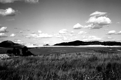 Wallpapers Black White Forest Natural And Fine 1920x1080 ...