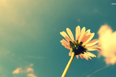 Great Daisy Wallpapers