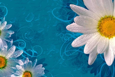 High Quality Daisy Wallpapers