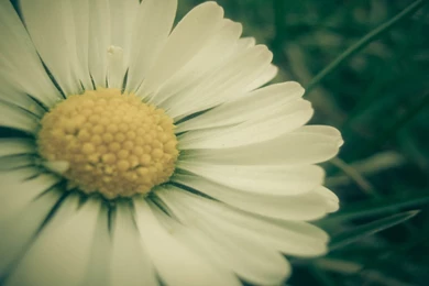 Daisy Wallpapers 22 – HD Wallpaper, Wallpapers Pics   The Best ...
