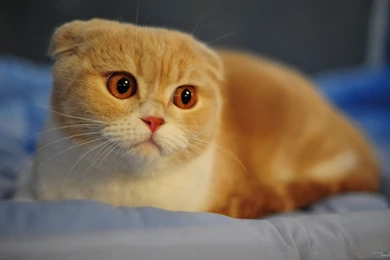 Download Windows 10 Stock Wallpapers