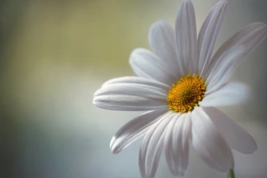 YouWall   Beautiful Daisy Wallpapers   Wallpaper,wallpapers,free ...