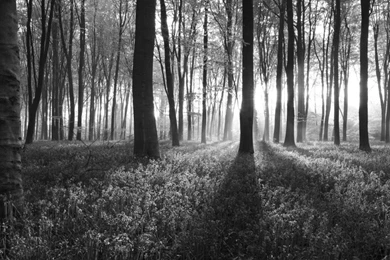 Black And White Dawn In Forest Wallpapers : Nature & Landscape ...