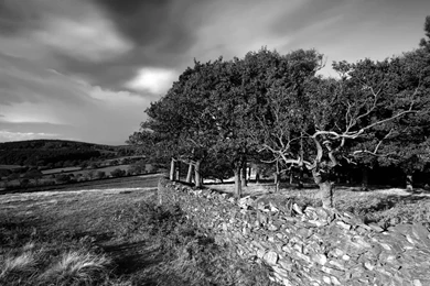 Black And White Nature Backgrounds