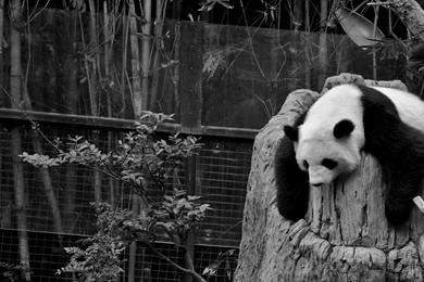 Download Wallpapers 2560x1600 Panda, Sleep, Nature Reserve, Hollow ...
