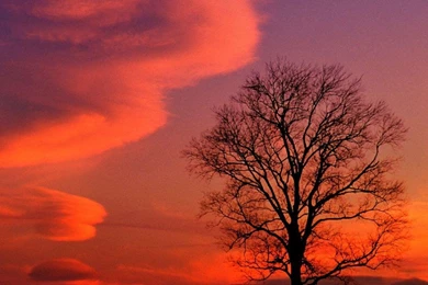 Nature Wallpapers Hd Free   Android Apps On Google Play