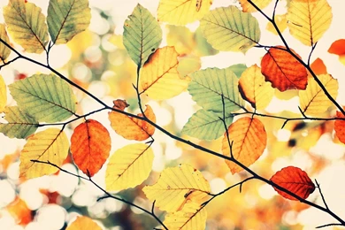 Colorful Nature Wallpapers