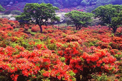 Spring Landscape Wallpapers   Crazy Frankenstein