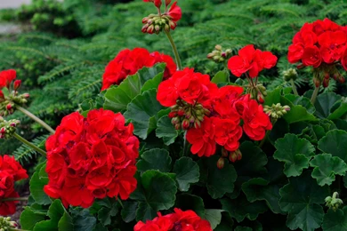 Red Geranium Flower   Wallpaper.
