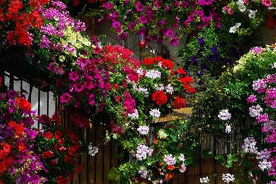 Download Geranium Flowers Wallpapers 10793 1920x1200 Px High ...