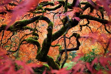 Colorful Tree Wallpapers