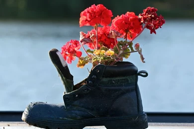 Geranium In The Old Boot Wallpapers And Images   Wallpapers ...