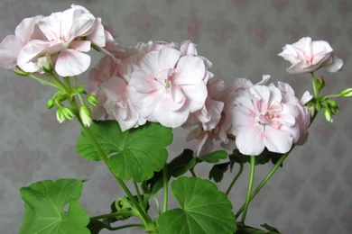 Download Wallpapers 1920x1080 Geranium, Flower, Leaves, Room ...