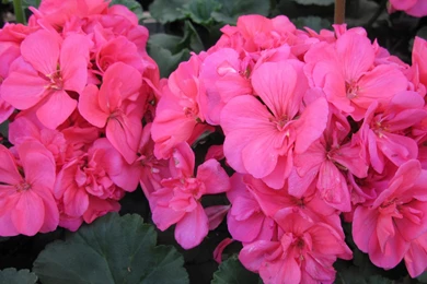 Red Geranium Flower   Wallpaper.