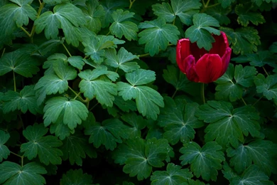 Geranium Garden Wallpapers