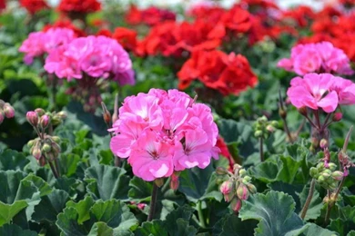 GERANIUMS WALLPAPER   (