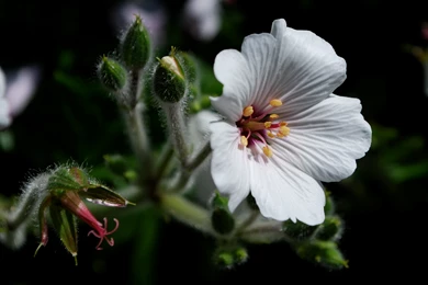 White Geranium Wallpapers 10797 3023x2022 Px ~ WallpaperFort.com