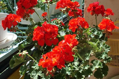 Wallpapers Geranium Flowers Image