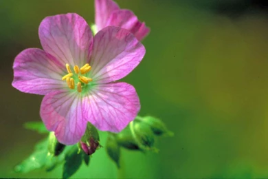Geranium Flower Wallpapers